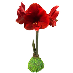 Red amaryllis bulb